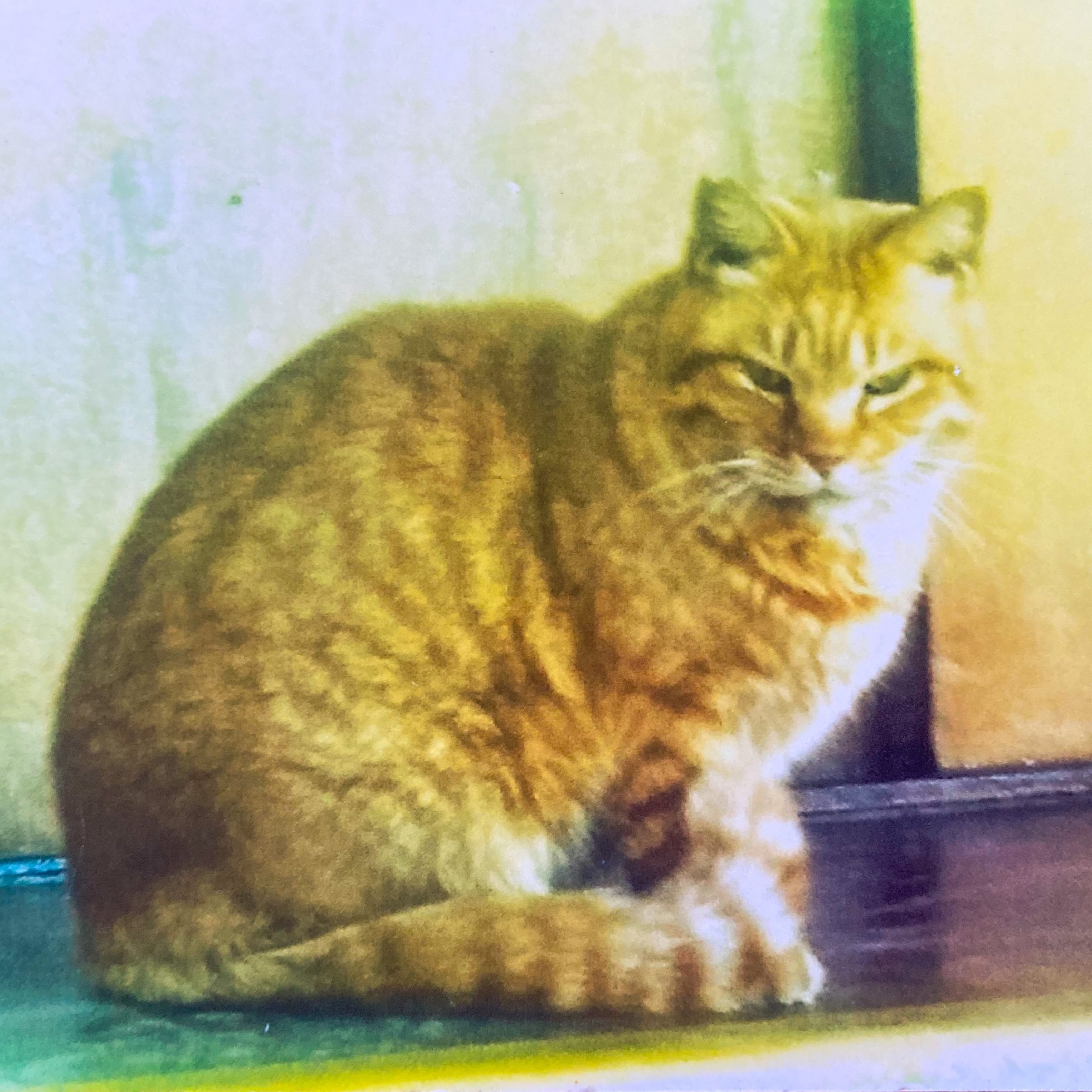 都電荒川線】池袋の猫スポット散歩【おもちゃ・雑貨店】｜羊毛フェルト